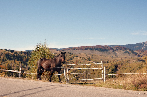 thumbnail for Farms/Fincas